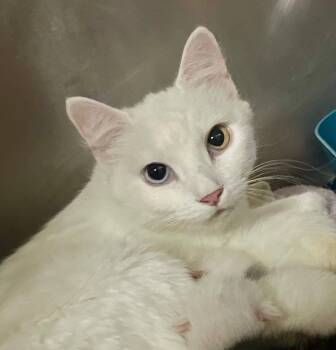 Sugar -  Turkish Angora Cat for Adoption in Leavenworth, Kansas - Sugar | PetCurious