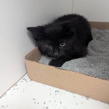 Paddington -  Domestic Short Hair Cat for Adoption in Jeffersonville, Indiana - Paddington | PetCurious