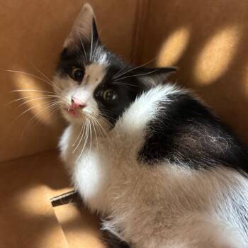 Henry -  Domestic Short Hair Cat for Adoption in Tampa, Florida - Henry | PetCurious
