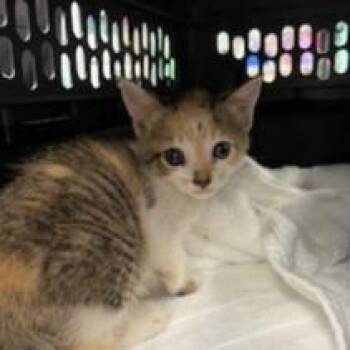 Rescue American Shorthair Cats for Adoption in Charleston, South Carolina - Hera (bonded W/Darla) | PetCurious