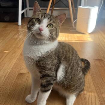 Attenborough -  Domestic Short Hair Cat for Adoption in Evanston, Illinois - Attenborough | PetCurious