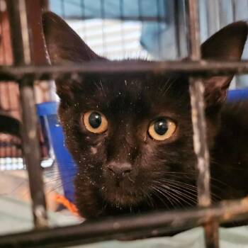 Inigo -  Domestic Short Hair Cat for Adoption in Reisterstown, Maryland - Inigo | PetCurious