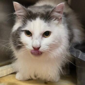 Leo -  Domestic Long Hair Cat for Adoption in Wickenburg, Arizona - Leo | PetCurious