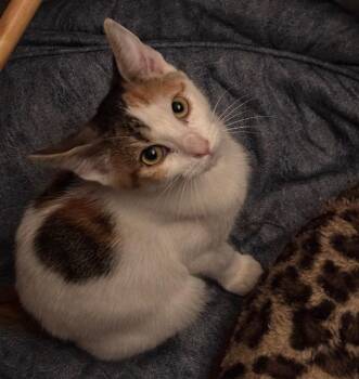 Iris -  Domestic Short Hair Cat for Adoption in St. Augustine, Florida - Iris | PetCurious