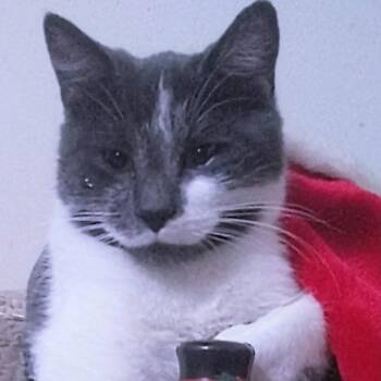 Maceman (Dino) -  Domestic Short Hair Cat for Adoption in Rochester, Minnesota - Maceman (Dino) | PetCurious
