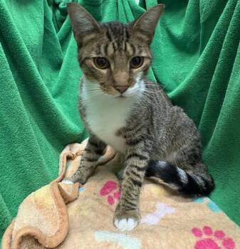 Rescue Domestic Short Hair Cats for Adoption in Winter Haven, Florida - A1247079 | PetCurious
