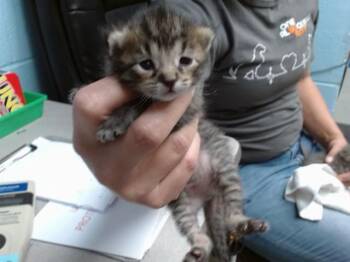 ABBIE -  Domestic Short Hair Cat for Adoption in Albuquerque, New Mexico - ABBIE | PetCurious
