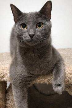 Domestic Short Hair Cats Available for Adoption - Lonny | PetCurious