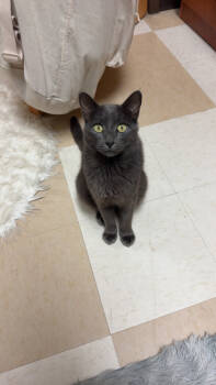 Rescue Domestic Short Hair Cats for Adoption in Carrollton, Texas - Larry | PetCurious