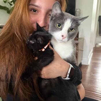 Teriq -  Domestic Short Hair Cat for Adoption in Wheeling, Illinois - Teriq | PetCurious