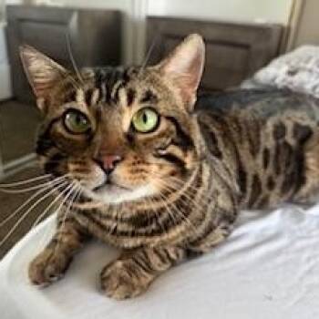 Bengal Cats Available for Adoption - Bengal Mix <3 Benji  | PetCurious