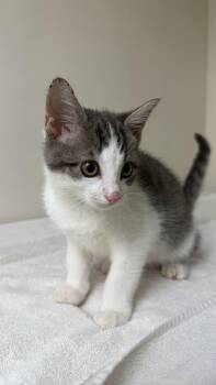 Harold -  American Shorthair Cat for Adoption in Medford, Massachusetts - Harold | PetCurious