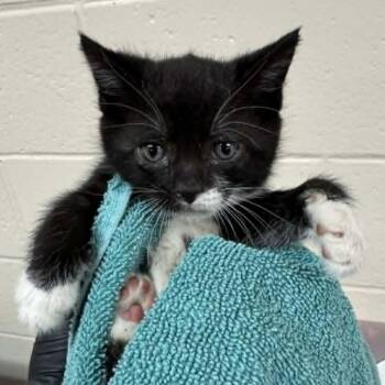 Cyclone -  Domestic Short Hair Cat for Adoption in Reno, Nevada - Cyclone | PetCurious