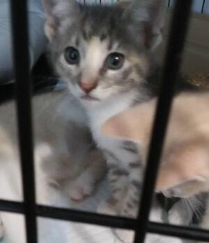 Mittens -  Domestic Short Hair Cat for Adoption in PORT WENTWRTH, Georgia - Mittens | PetCurious