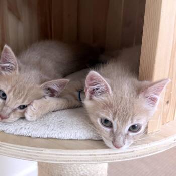 Caster 22 -  Domestic Short Hair Cat for Adoption in Austin, Texas - Caster 22 | PetCurious