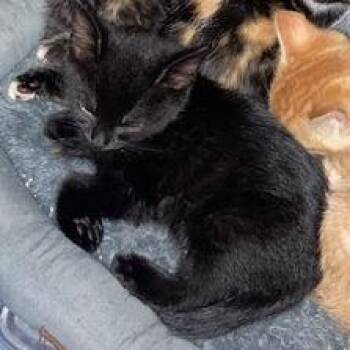 Meatball -  Domestic Short Hair Cat for Adoption in Philadelphia, Pennsylvania - Meatball | PetCurious