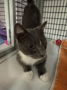 Domestic Short Hair Cats Available for Adoption - Charlotta | PetCurious