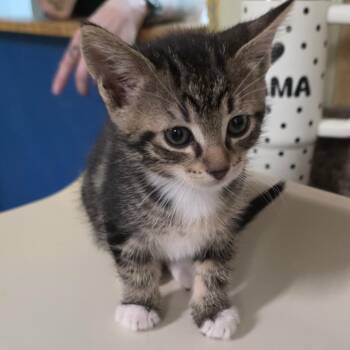 Domestic Short Hair Cats Available for Adoption - Chocolate Bunny | PetCurious