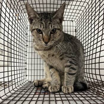 Lego -  Domestic Short Hair Cat for Adoption in Edinburg, Texas - Lego | PetCurious