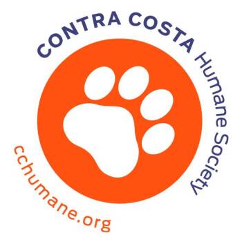 Blank Application -  Domestic Short Hair Cat for Adoption in Pleasant Hill, California - Blank Application | PetCurious