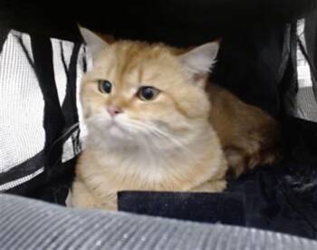 LUCKY -  Domestic Medium Hair Cat for Adoption in San Francisco, California - LUCKY | PetCurious