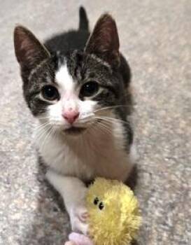 Remy -  Domestic Short Hair Cat for Adoption in Lebanon, Pennsylvania - Remy | PetCurious