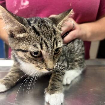 Takis -  Domestic Short Hair Cat for Adoption in Newport, North Carolina - Takis | PetCurious
