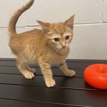 Domestic Short Hair Cats Available for Adoption in Dayton, Ohio - Clover | PetCurious