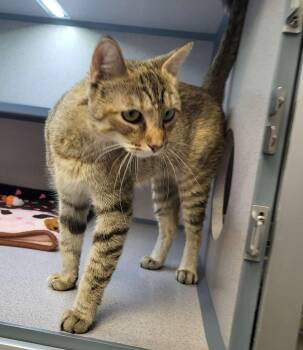 Rescue Domestic Short Hair Cats for Adoption in Canon City, Colorado - Callie | PetCurious