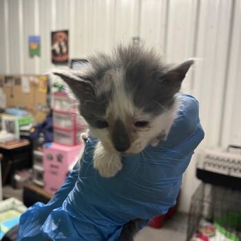 Speedwagon -  Domestic Short Hair Cat for Adoption in Stephenville, Texas - Speedwagon | PetCurious
