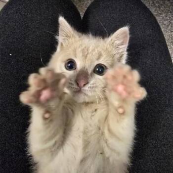 DW -  Domestic Short Hair Cat for Adoption in Columbia, Missouri - DW | PetCurious