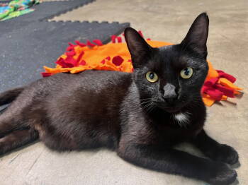 Rescue Domestic Short Hair Cats for Adoption in Alexandria, Virginia - Glory - In FOSTER | PetCurious