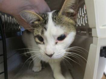 Rescue Domestic Short Hair Cats for Adoption in Ocala, Florida - BREAKFAST | PetCurious