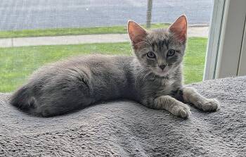 Joanie -  Domestic Short Hair Cat for Adoption in Fullerton, Pennsylvania - Joanie | PetCurious