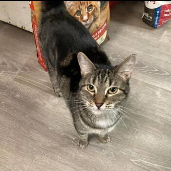 CC (Ceiling Cat) Rafters -  Domestic Short Hair Cat for Adoption in Granby, Missouri - CC (Ceiling Cat) Rafters | PetCurious
