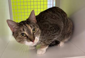 Rescue Domestic Short Hair Cats for Adoption in Fort Myers, Florida - Zelda | PetCurious