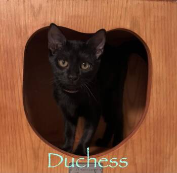 Duchess -  Domestic Short Hair Cat for Adoption in Longwood, Florida - Duchess | PetCurious