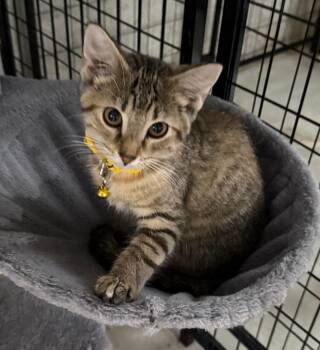 Katie -  Domestic Short Hair Cat for Adoption in Mokena, Illinois - Katie | PetCurious