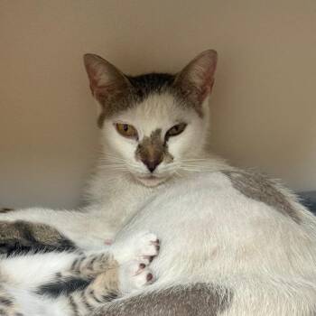 Valdosta -  Domestic Short Hair Cat for Adoption - Valdosta | PetCurious