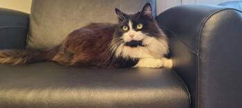 Maci -  Domestic Long Hair Cat for Adoption in Toronto, Ontario - Maci | PetCurious