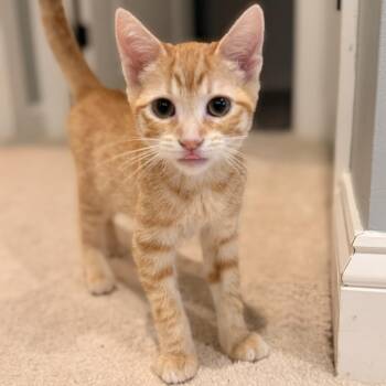Rewind -  Domestic Short Hair Cat for Adoption in Richmond, Virginia - Rewind | PetCurious