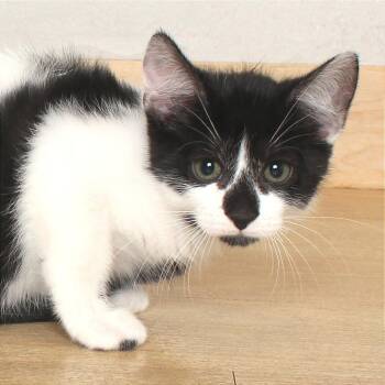 Domestic Short Hair Cats Available for Adoption in Minnetonka, Minnesota - Percy C69587 | PetCurious