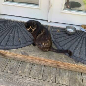 Susie -  American Shorthair Cat for Adoption in Lynchburg, Virginia - Susie | PetCurious