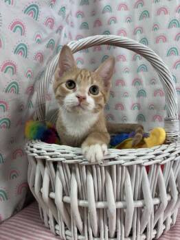 Cheeto -  Domestic Short Hair Cat for Adoption in Bloomsburg, Pennsylvania - Cheeto | PetCurious