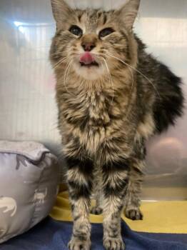 Gillian -  Domestic Medium Hair Cat for Adoption in Fall River, Massachusetts - Gillian | PetCurious