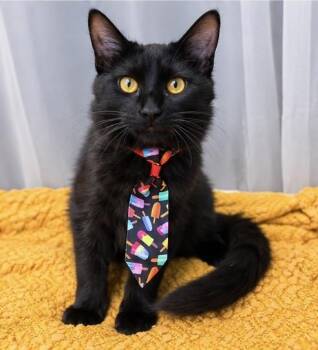 Jack -  Domestic Medium Hair Cat for Adoption in Foley, Alabama - Jack | PetCurious