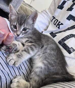 Mr. Misty (A141533) -  Tabby Cat for Adoption in Burbank, California - Mr. Misty (A141533) | PetCurious