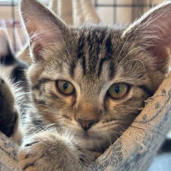 Comet -  American Shorthair Cat for Adoption in Bethel, Connecticut - Comet | PetCurious