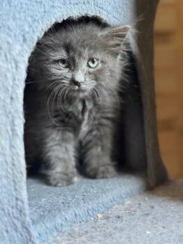 Harley -  Domestic Long Hair Cat for Adoption in Lakeville, Minnesota - Harley | PetCurious