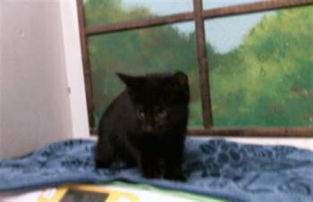 WONKA -  Domestic Short Hair Cat for Adoption in Houston, Texas - WONKA | PetCurious